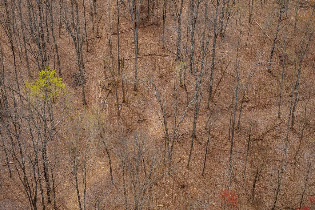 00 White Oak Flatt Rd