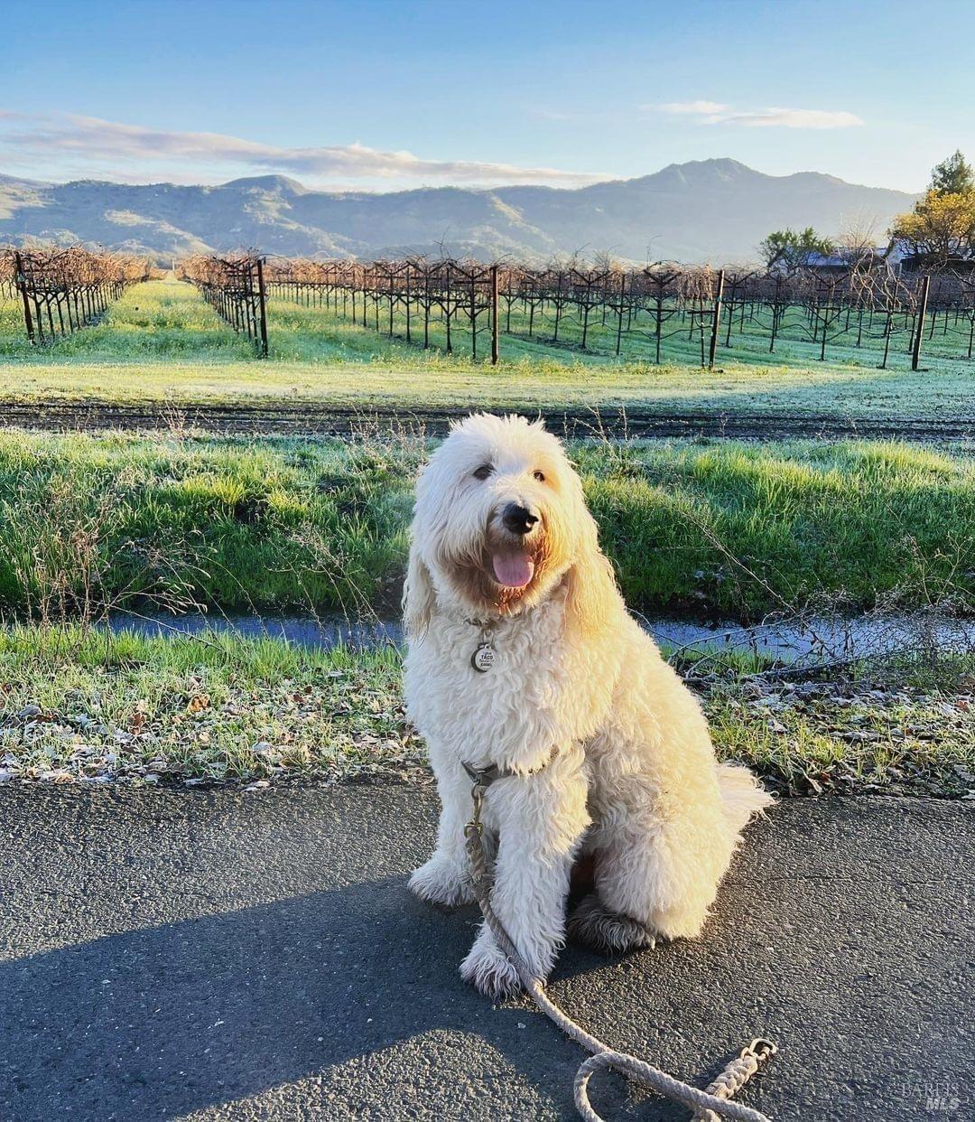 1990 Yountville Cross Rd