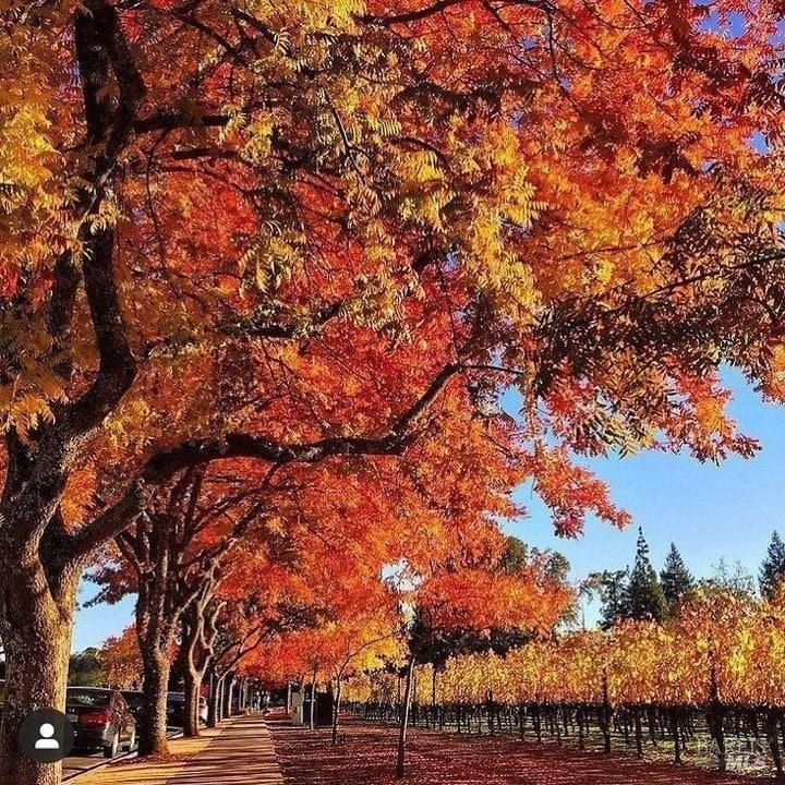 1990 Yountville Cross Rd