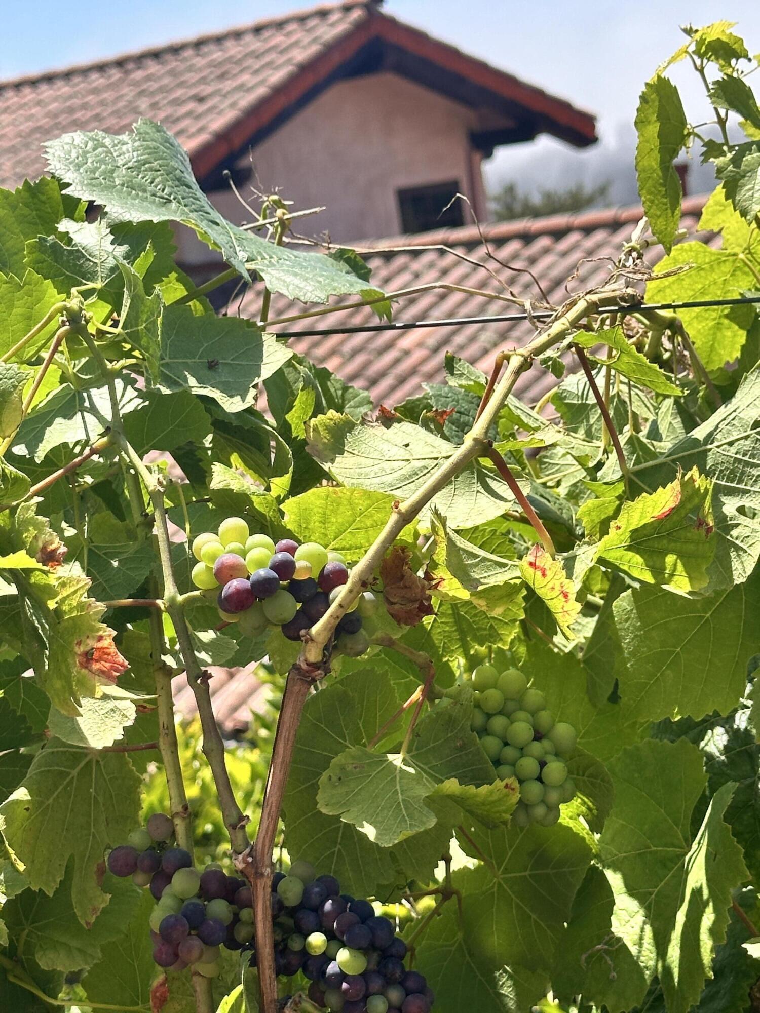 1480 Lou Dillon Lane