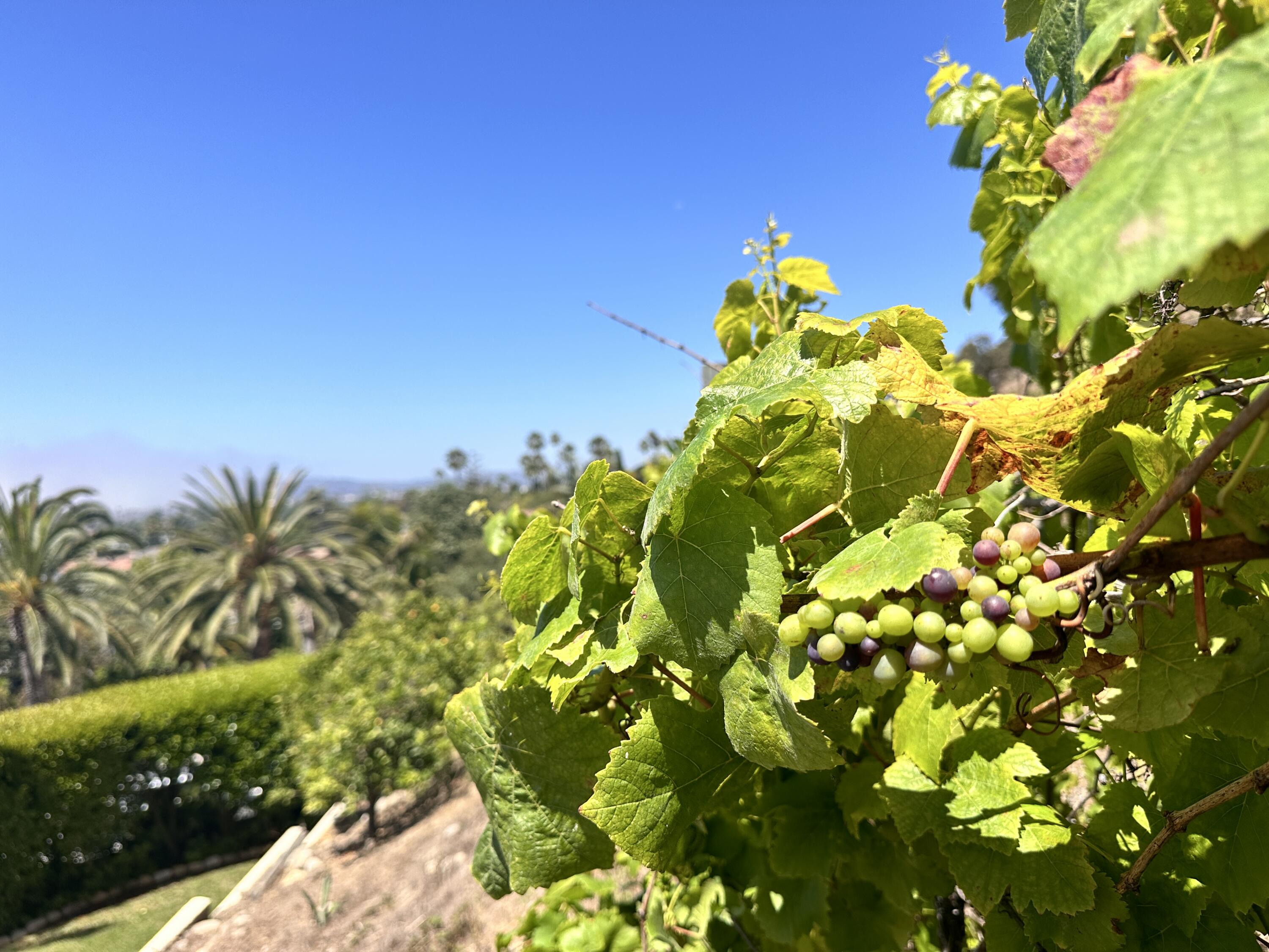 1480 Lou Dillon Lane