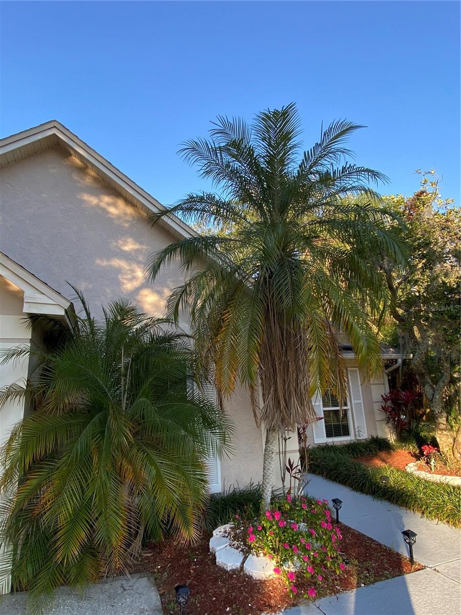 4504 CABBAGE PALM DR