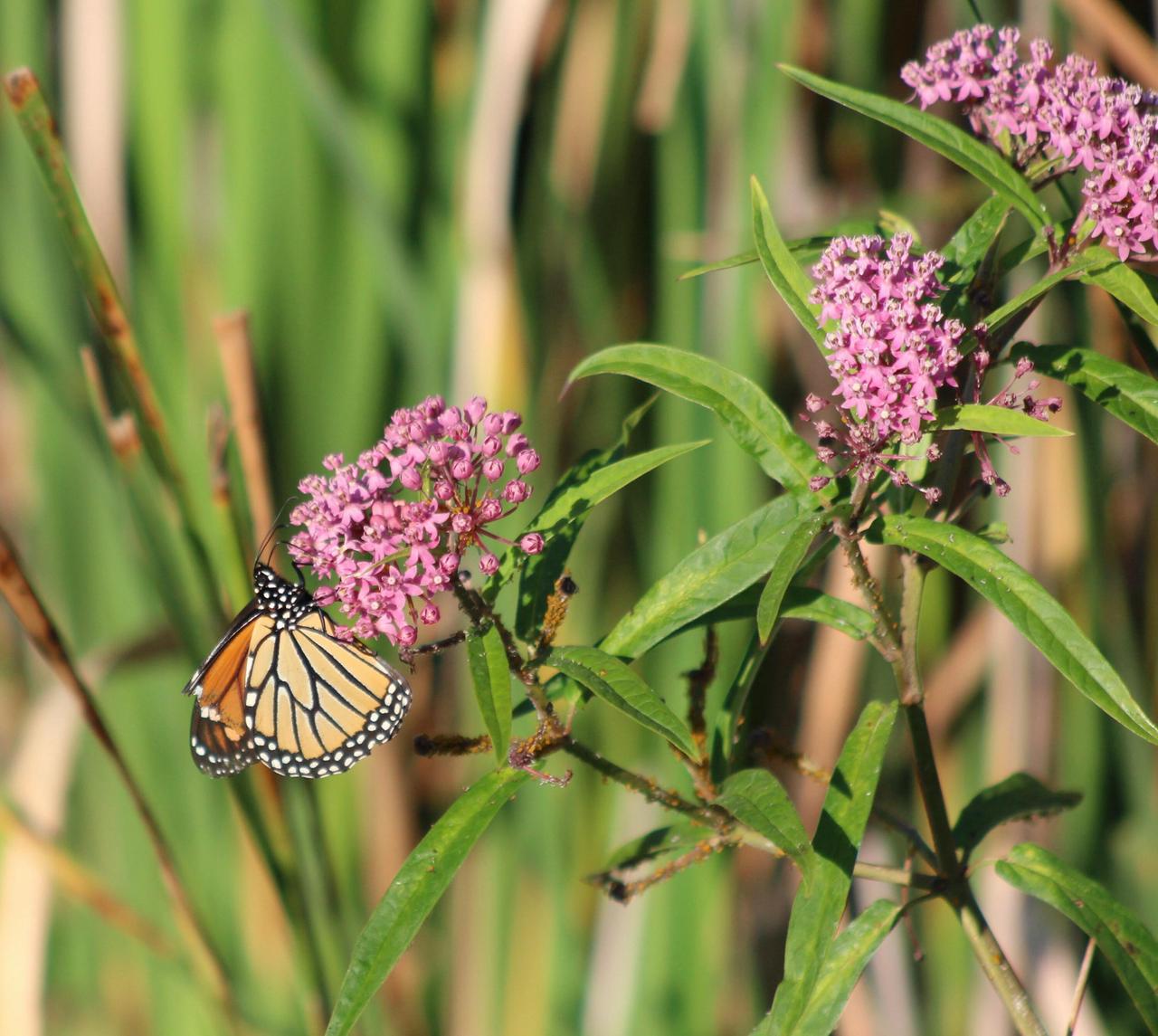 6811 South Juliana DRIVE