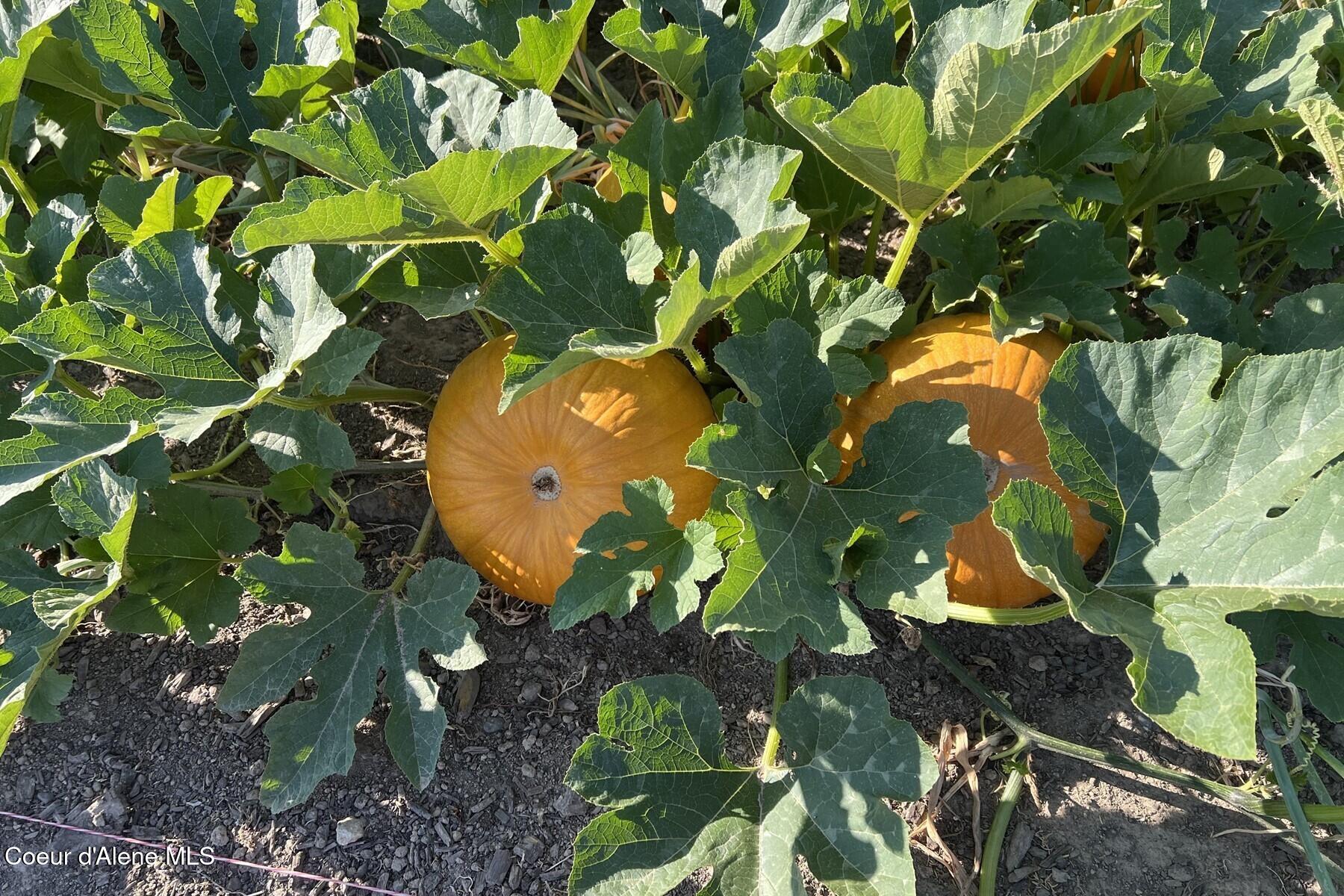 12399 N Meadow Wood Ln