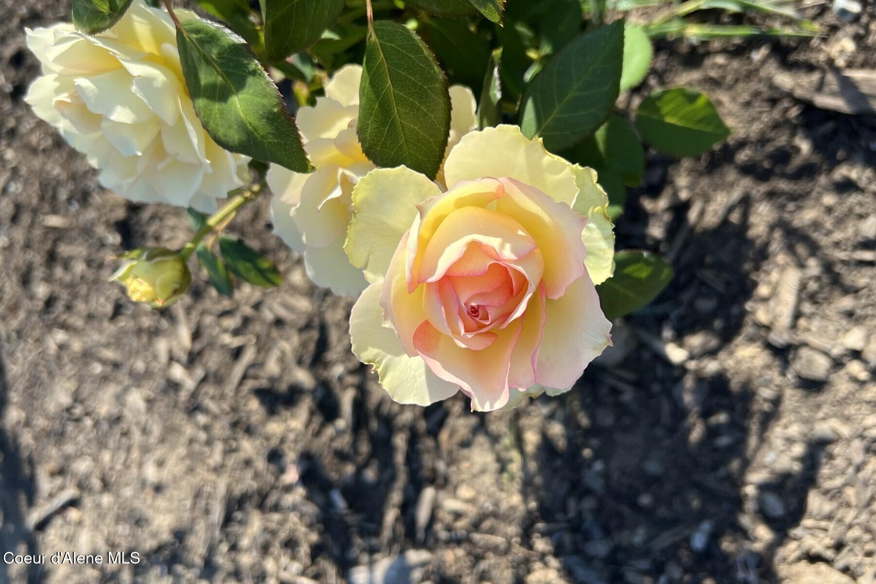 12399 N Meadow Wood Ln