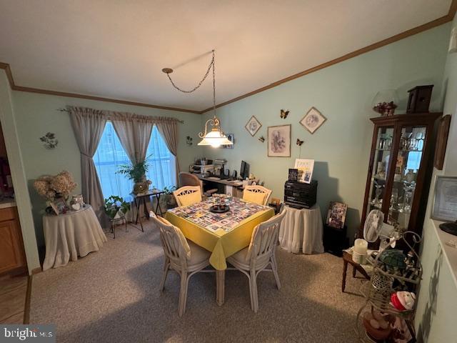 181 Palomino Pl
