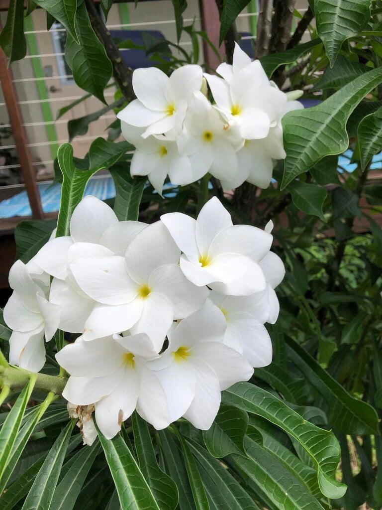 10-22 REM Carolina, St John