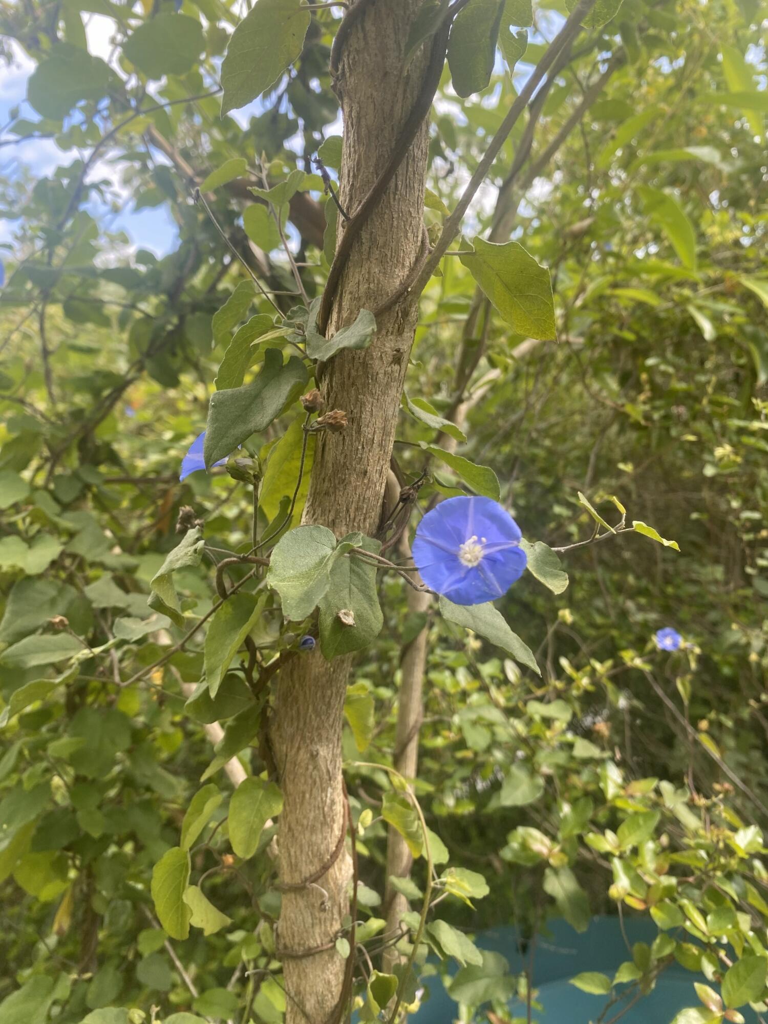 10-29-6 Carolina, St John