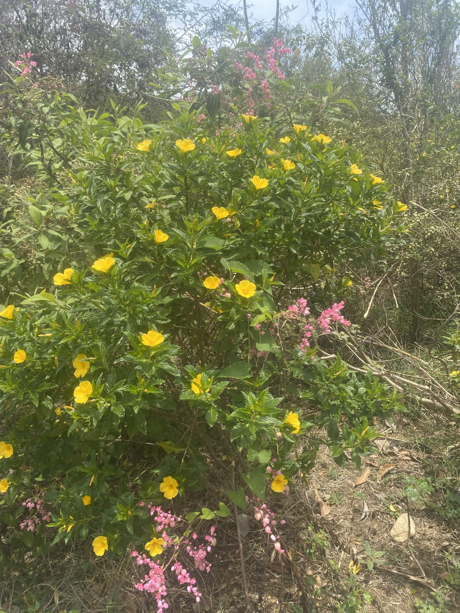 10-29-6 Carolina, St John