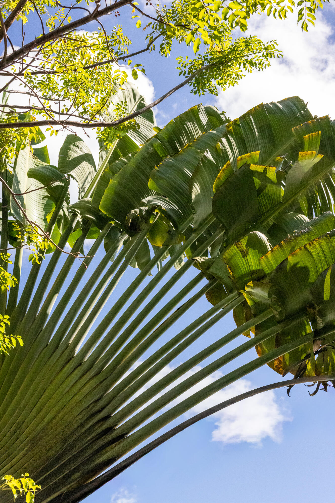 10-27-4B Carolina, St John