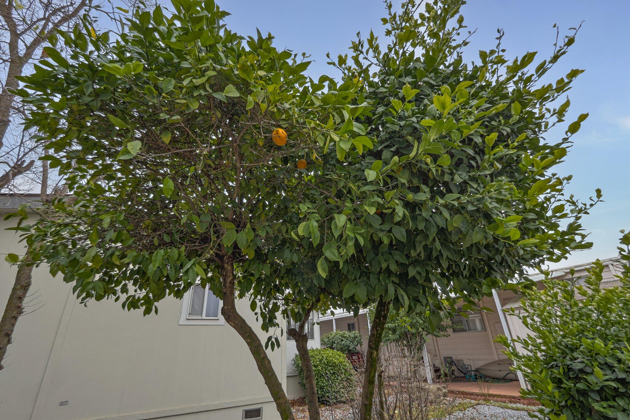 20350 Hole In One 36, Fairway Oaks