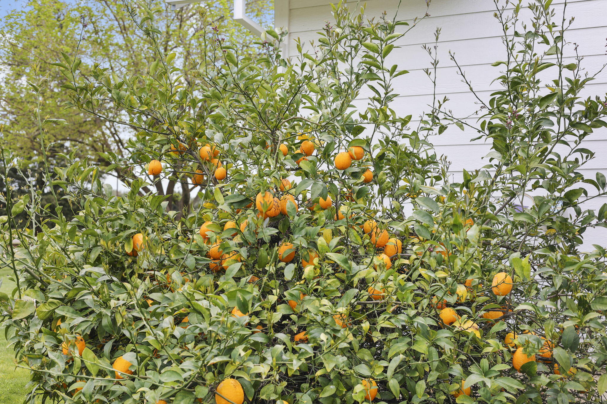 5100 Monte Vista Road