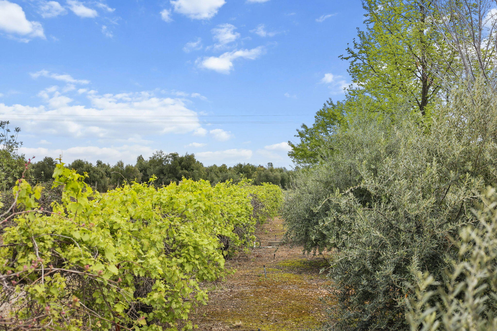 5100 Monte Vista Road