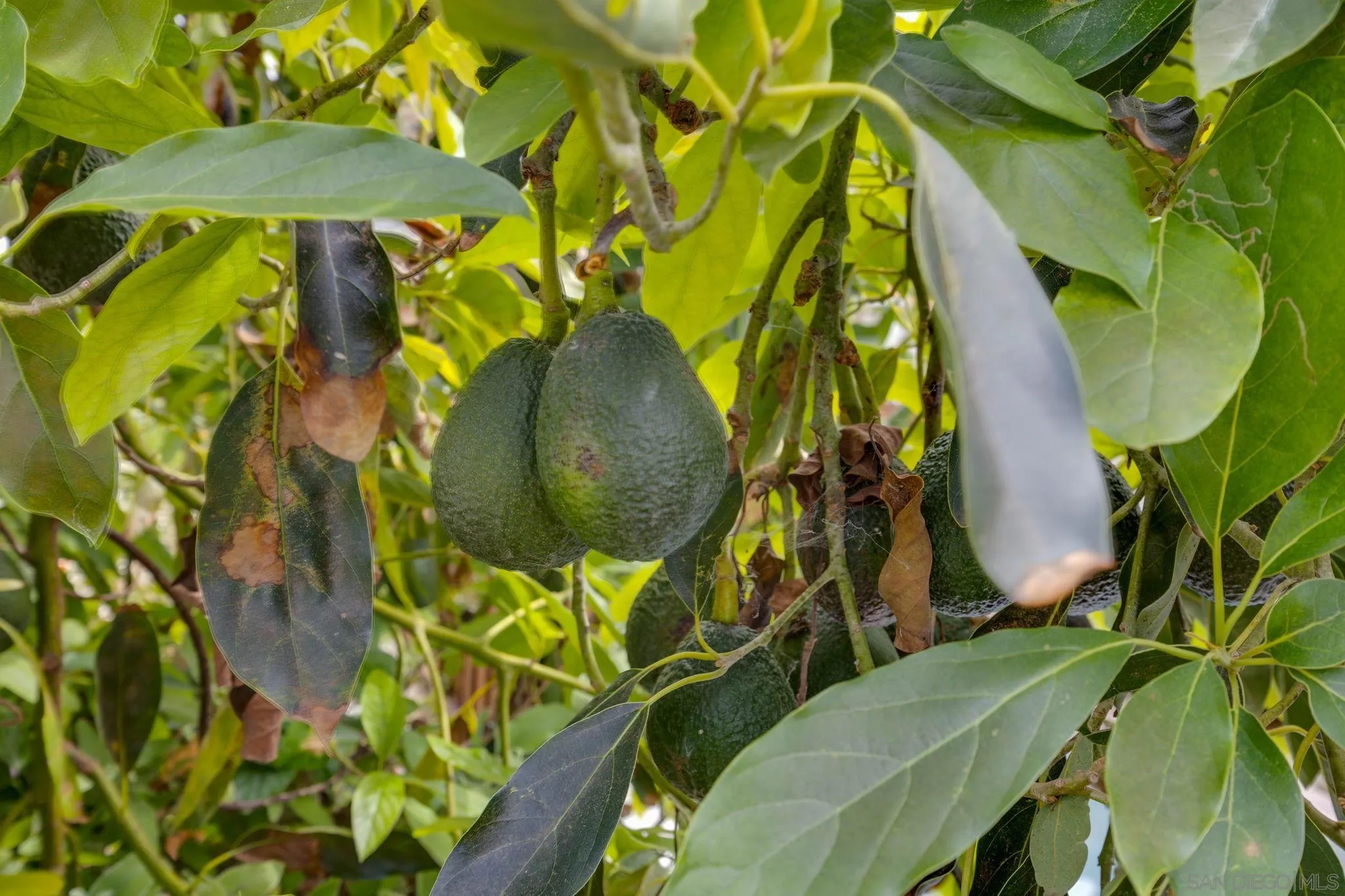 2449 Manchester Ave, Cardiff-by-the-Sea