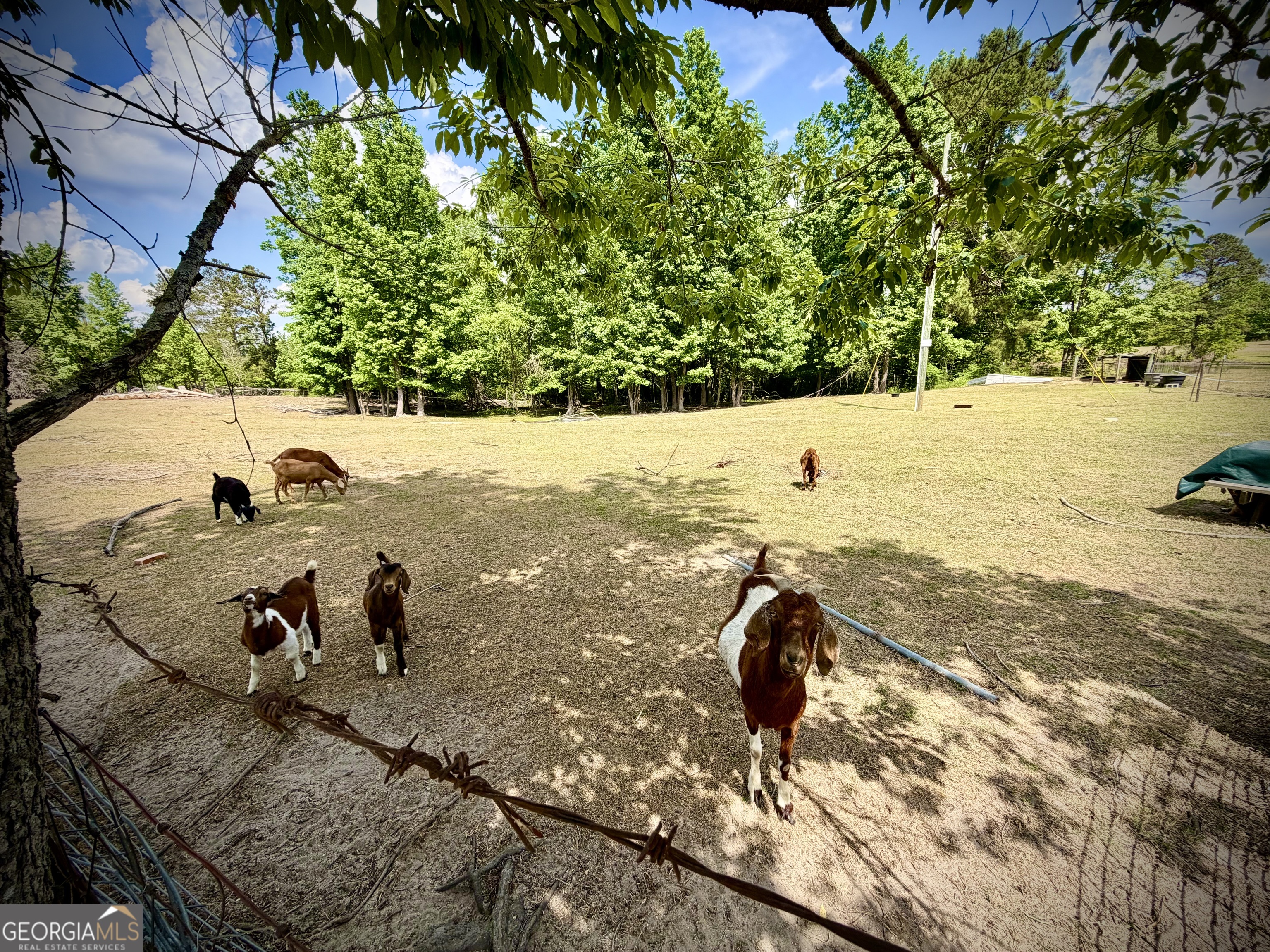 Goats in a sunny, tree-lined pasture behind a barbed-wire fence.