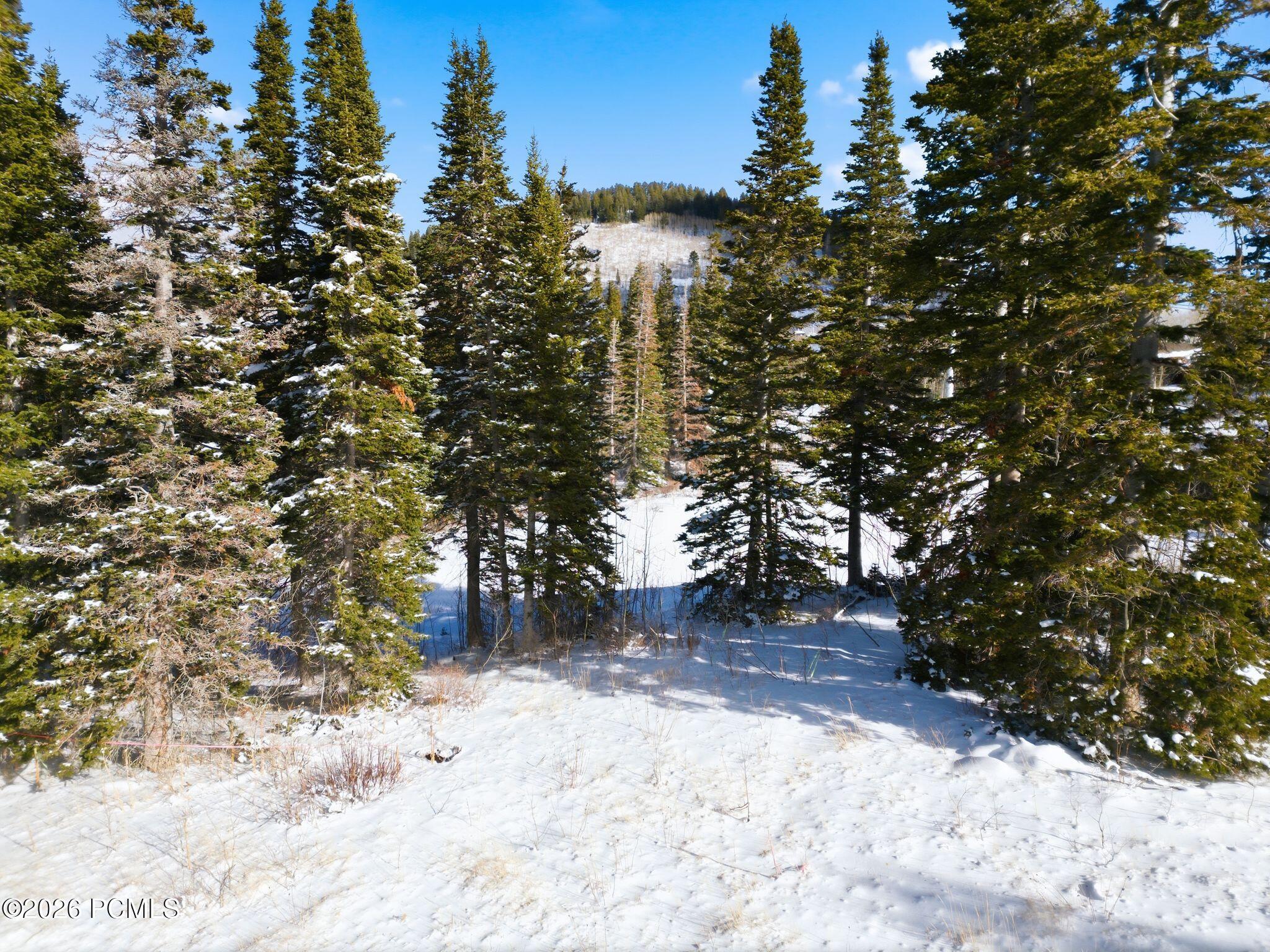 Snow-covered wooded property with tall evergreens and a snowy hillside beyond.