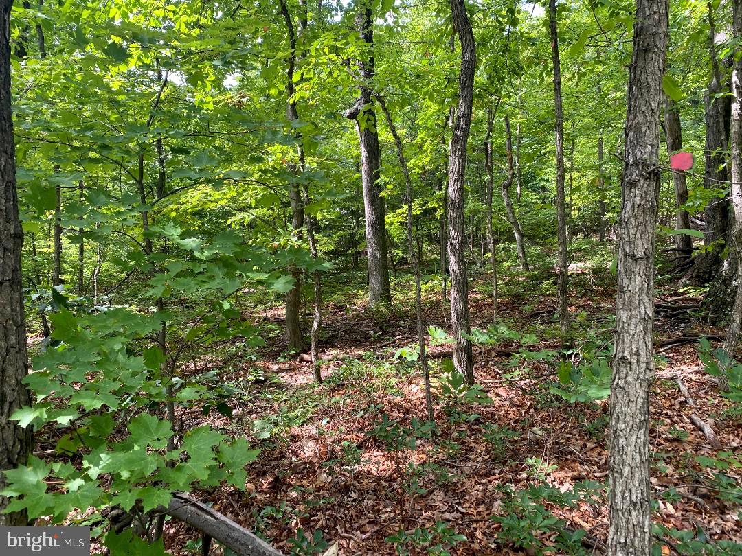 Fawn Trail