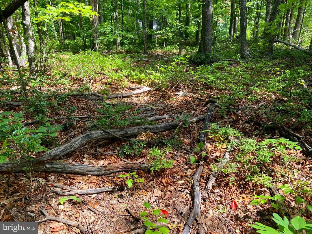 Fawn Trail