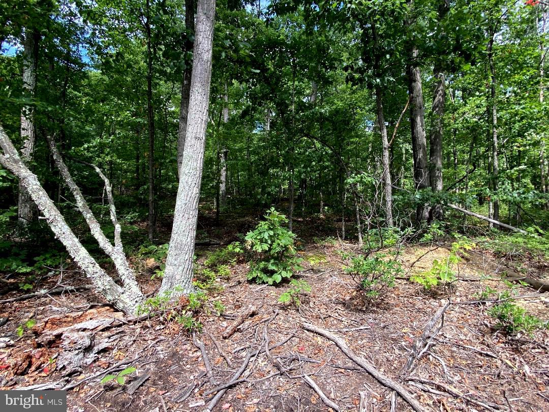 Fawn Trail