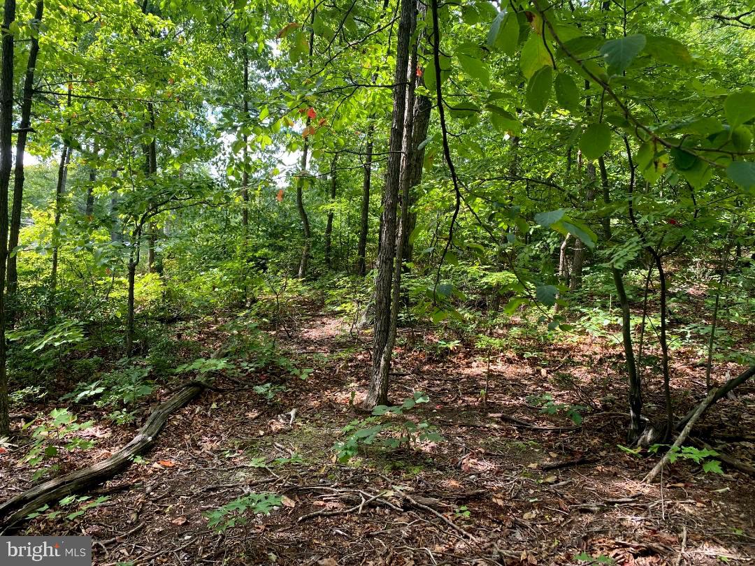 Fawn Trail