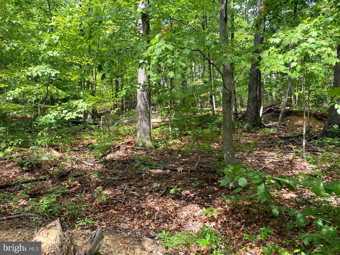 Fawn Trail