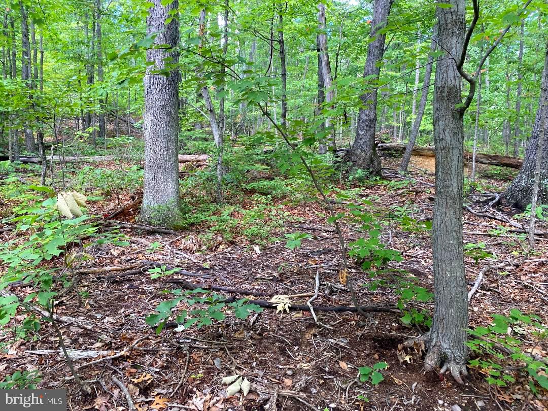 Fawn Trail