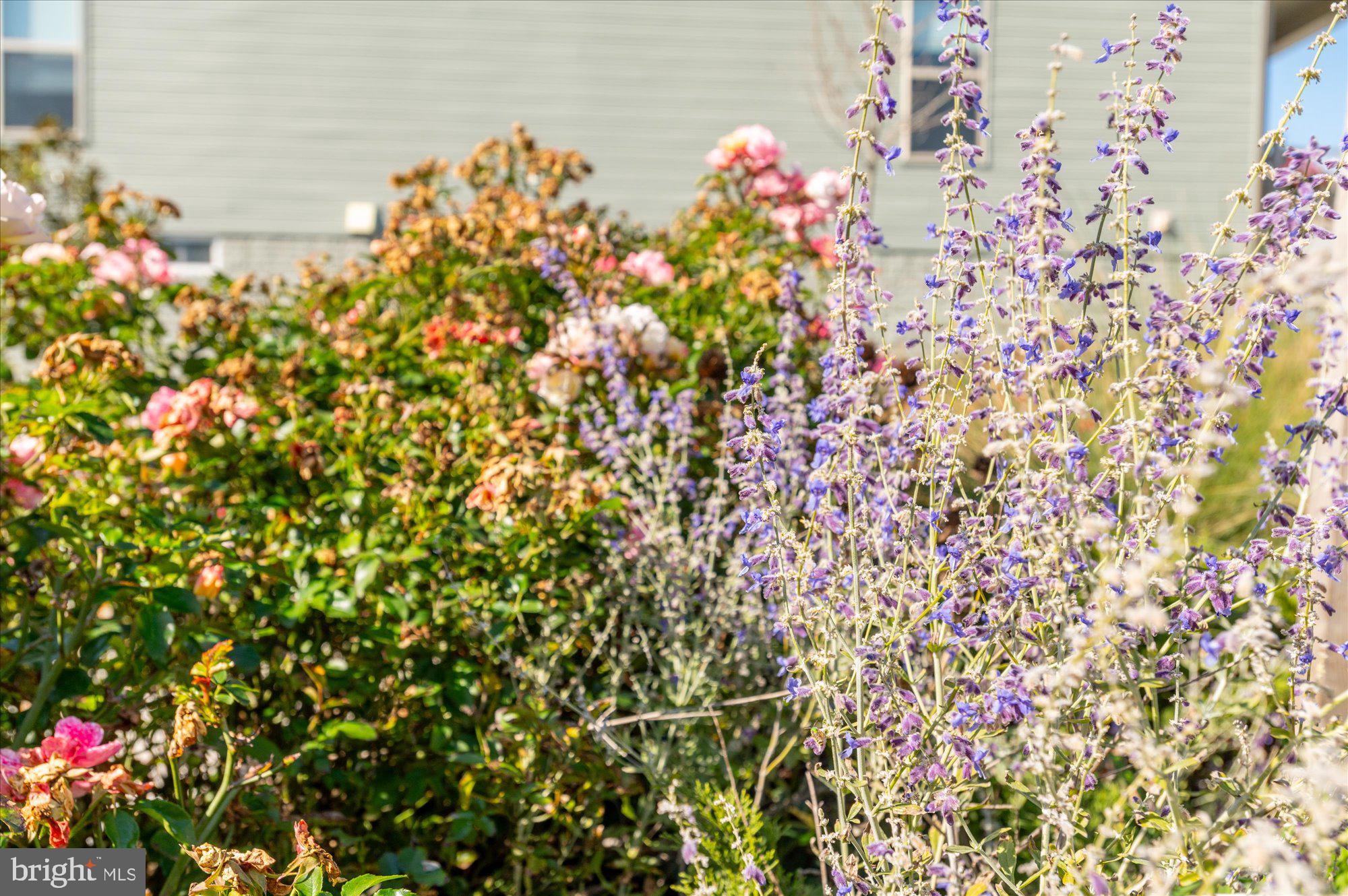 15855 Lavender Woods Ln