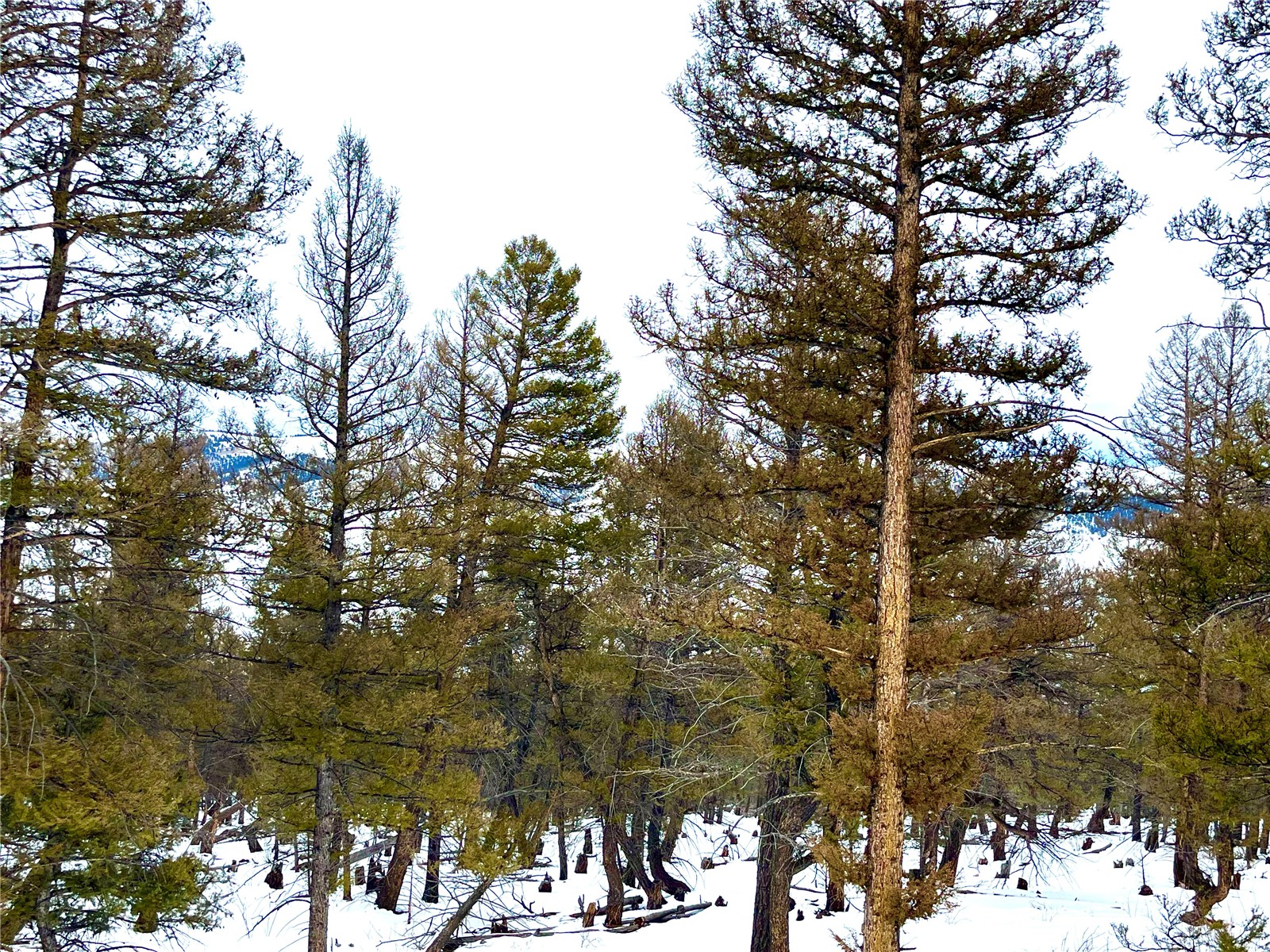 2444 Middle Fork Vista