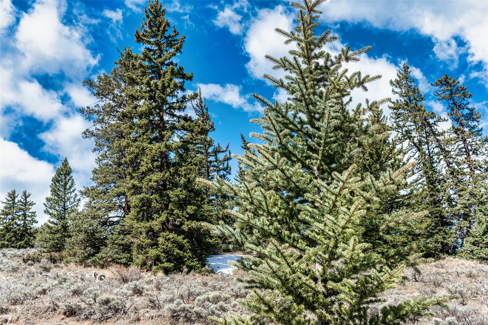 133 Pikes Peak PLACE