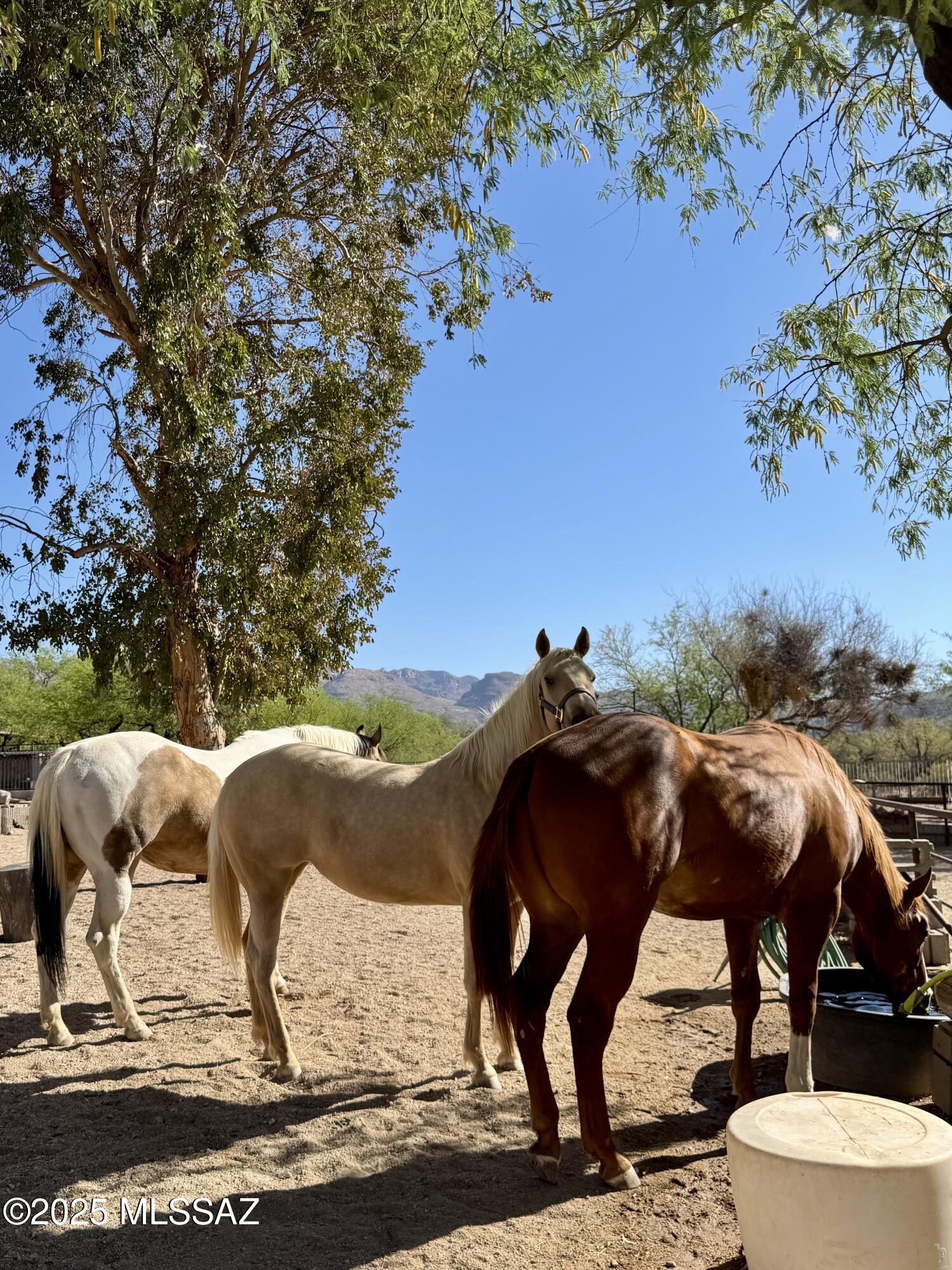 3460 N Via San Juanito