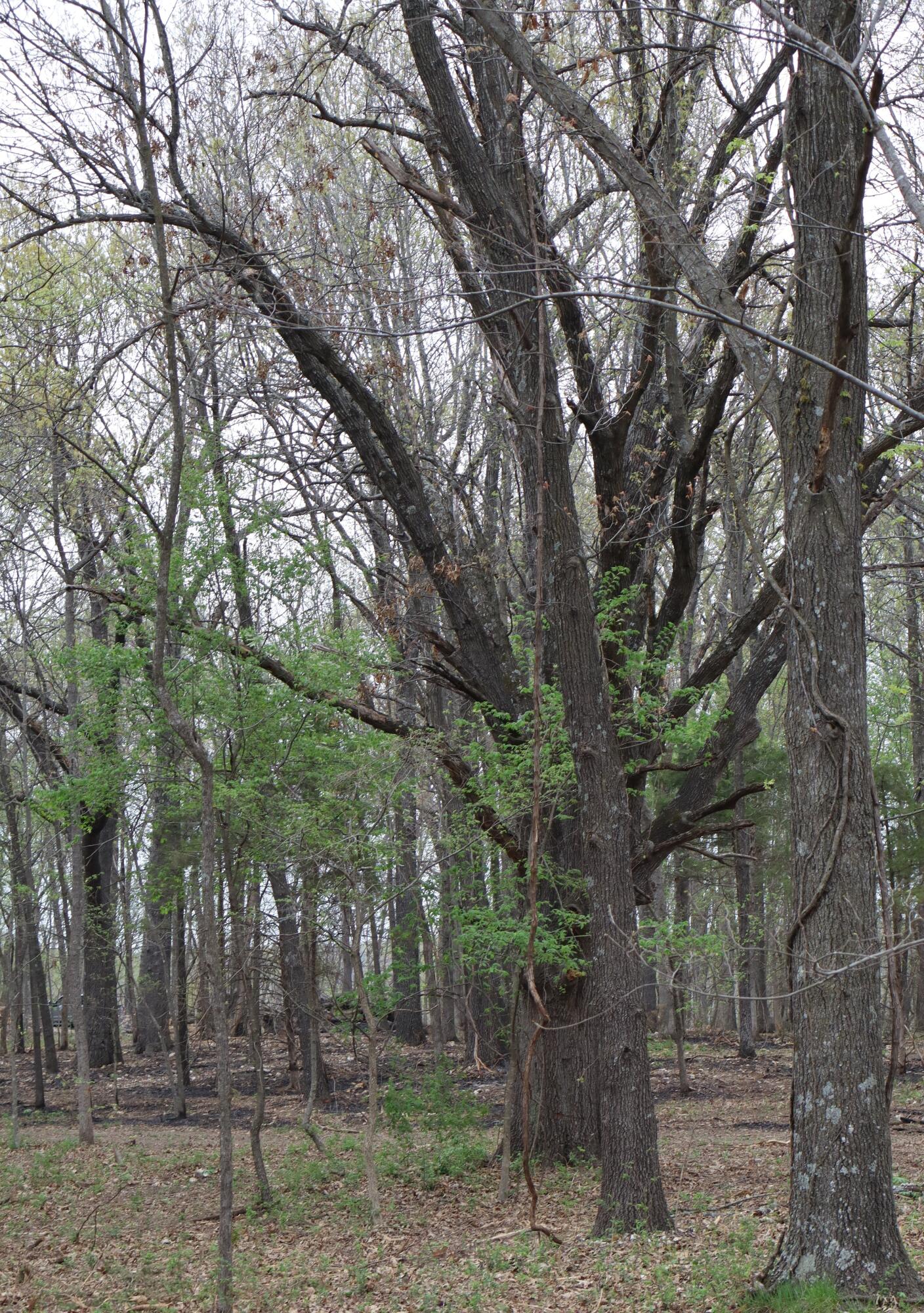 Tract 3 W Farm Road 36