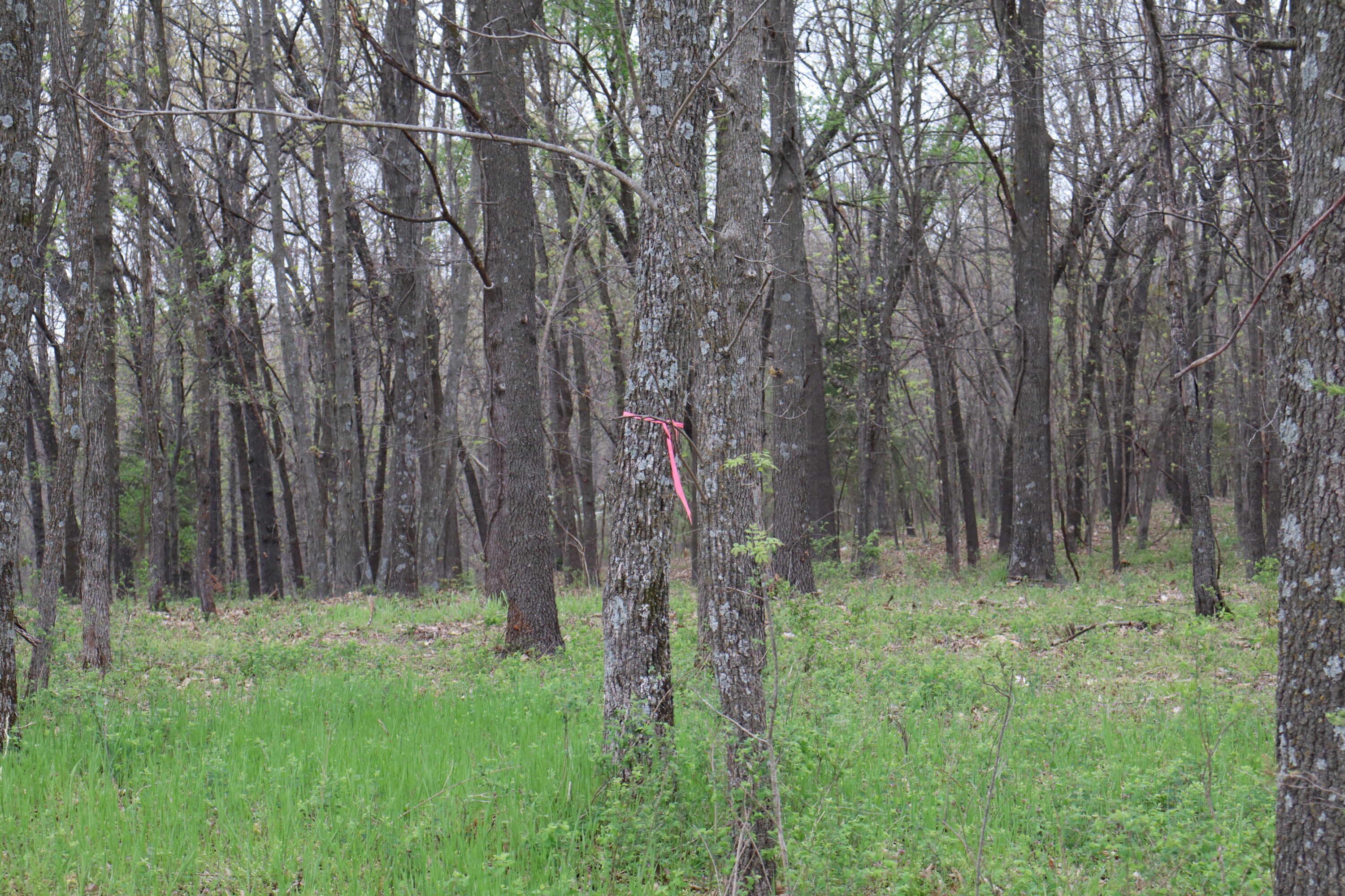 Tract 3 W Farm Road 36