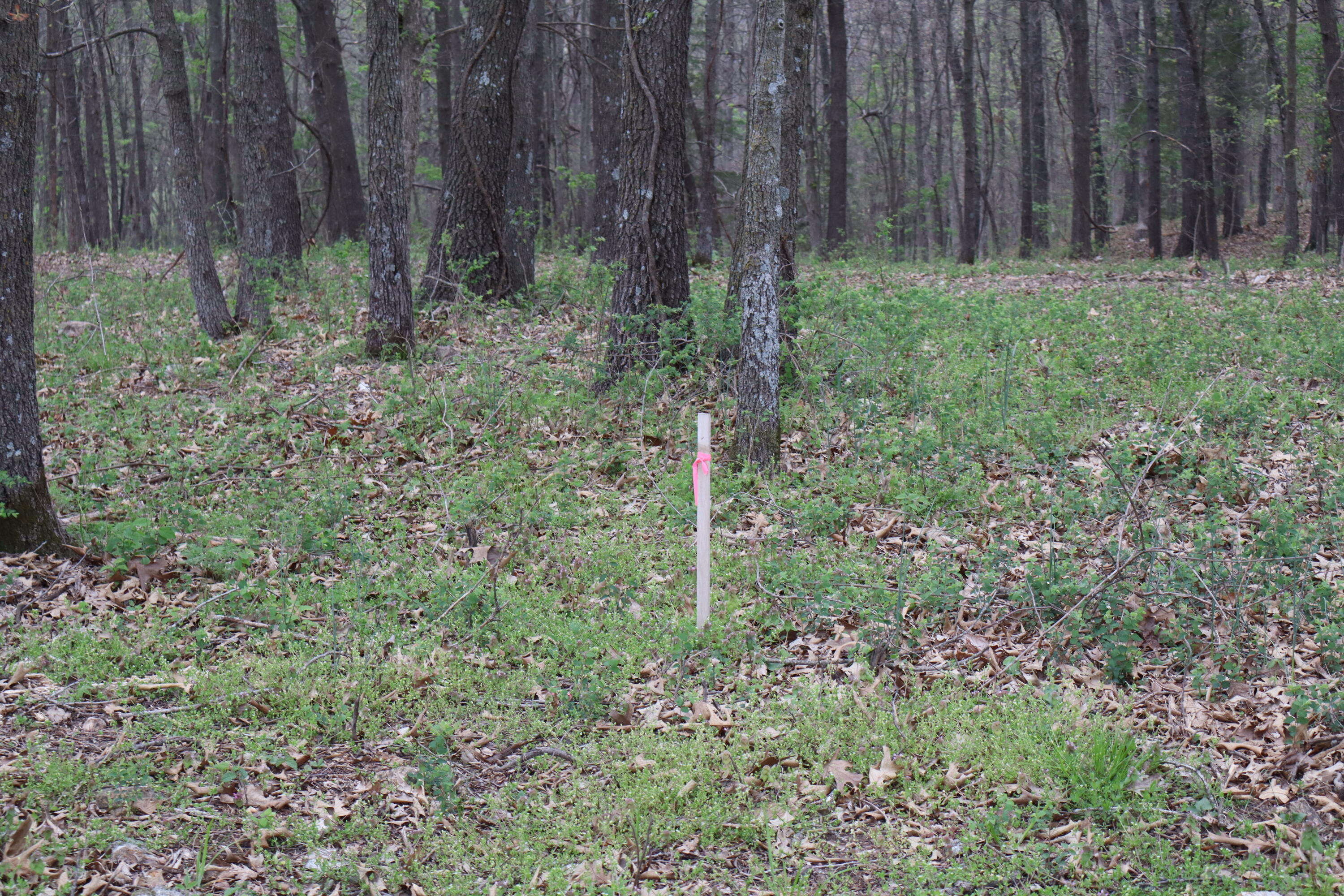 Tract 3 W Farm Road 36