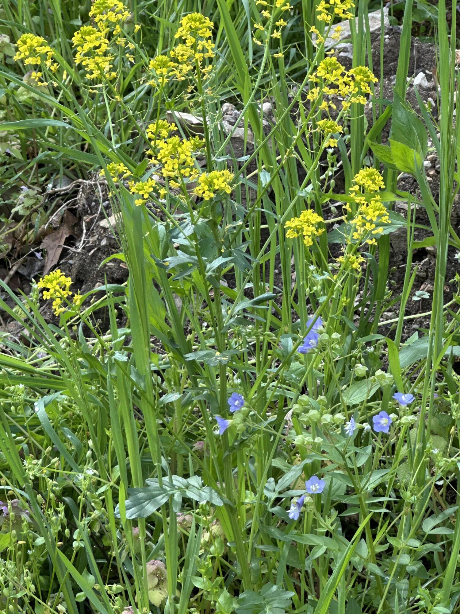 Tract 3 W Farm Road 36