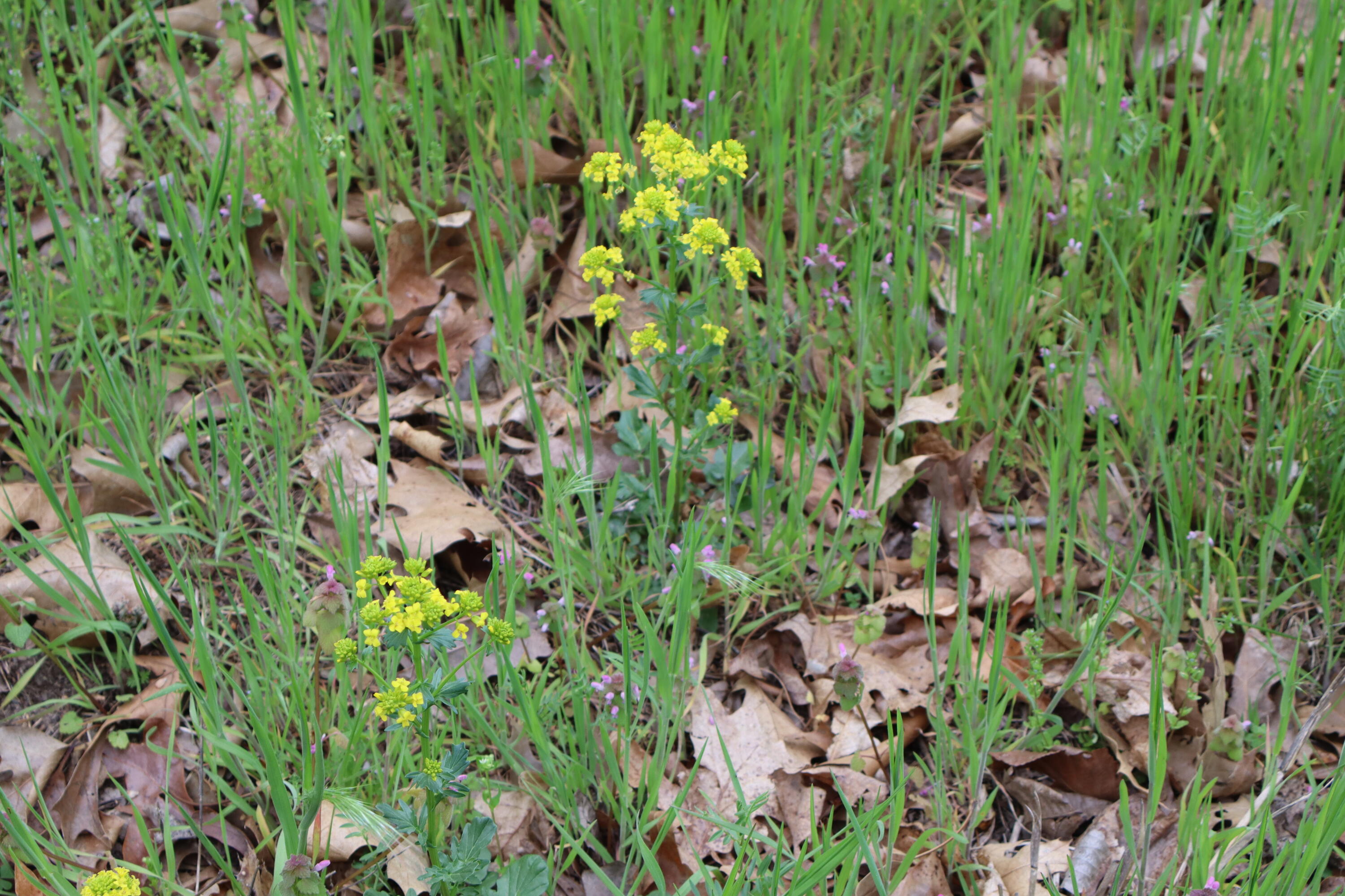 Tract 3 W Farm Road 36