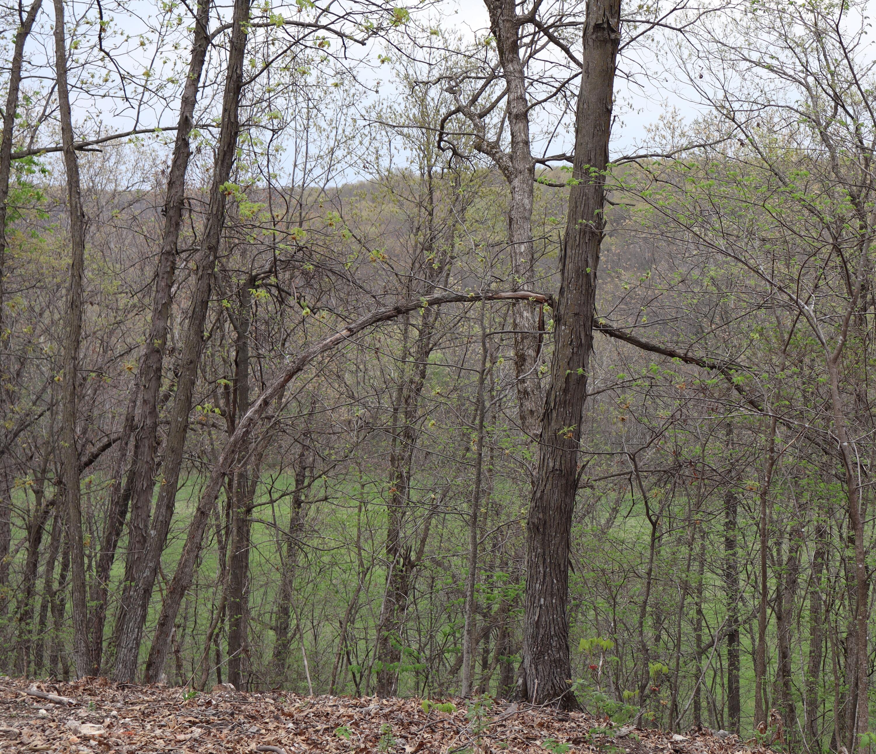 Tract 3 W Farm Road 36