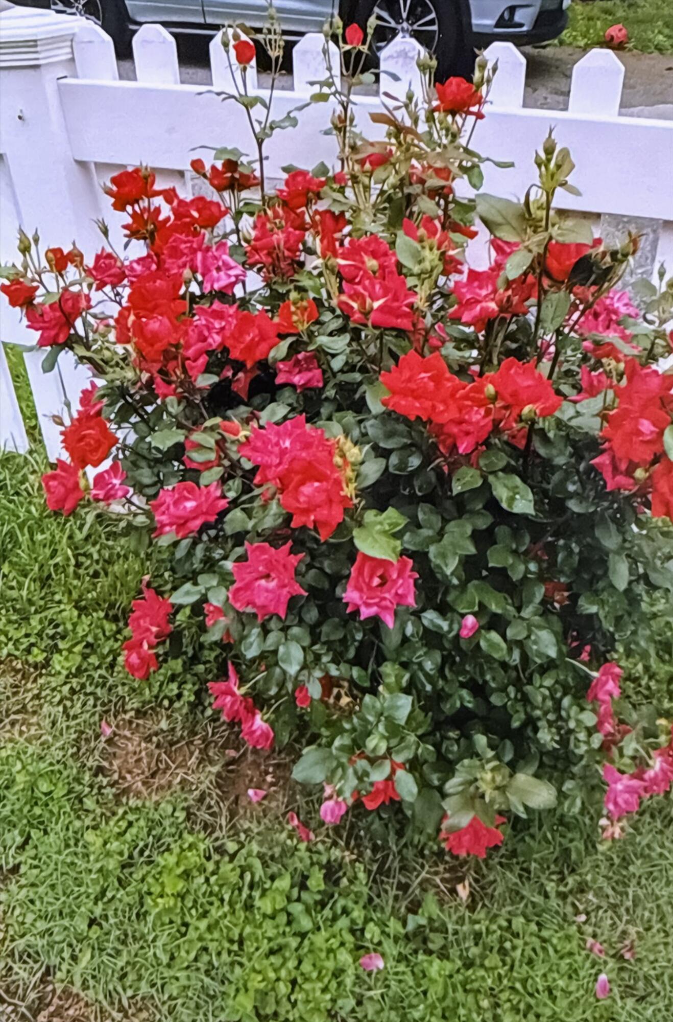 1502 E Sycamore Street