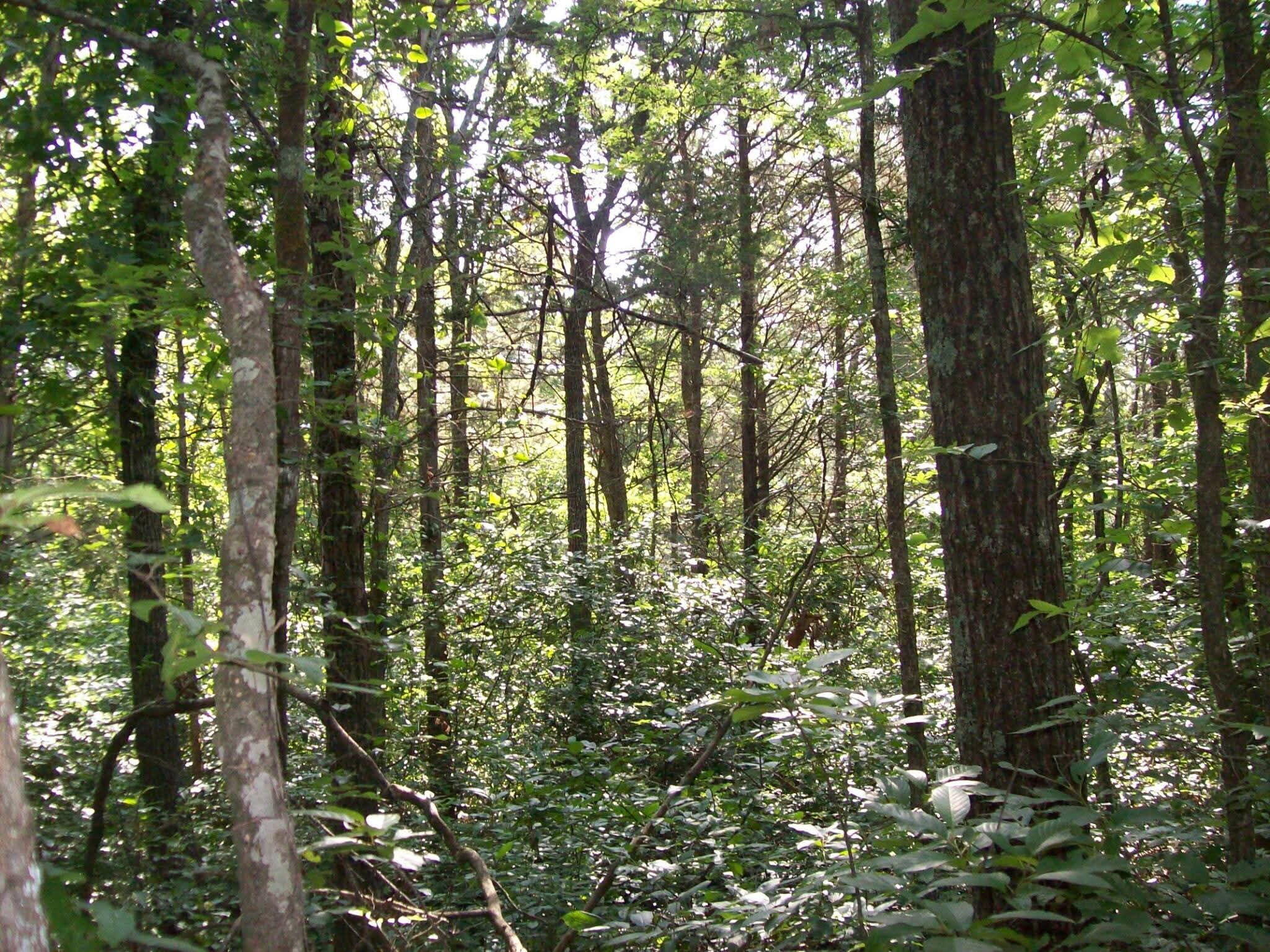 130, 131 Turkey Mountain Estates #2