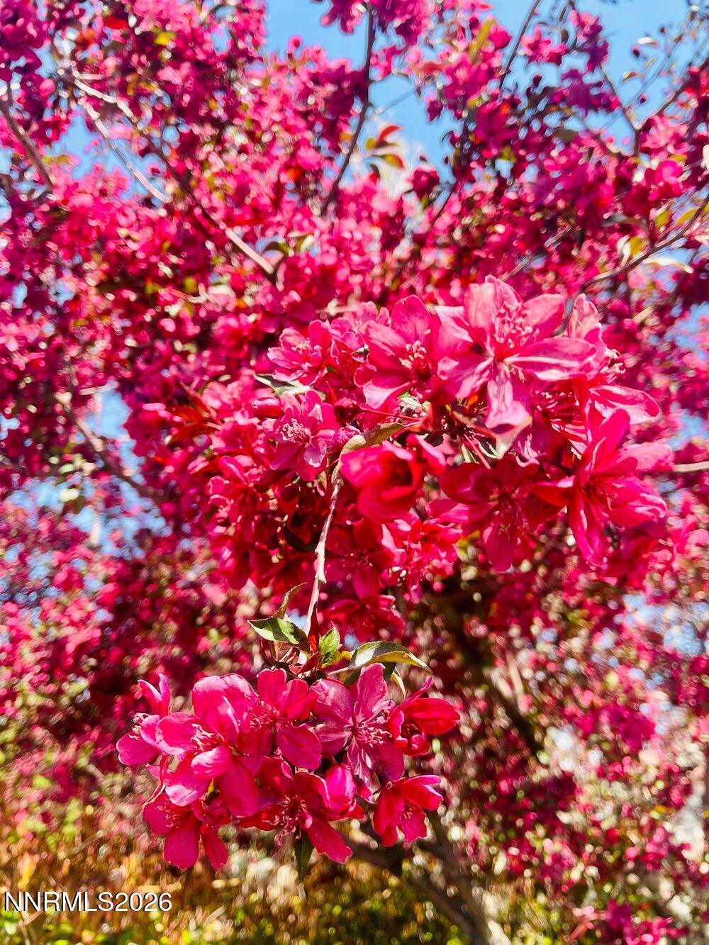 4301 Pinnacle Vista Court