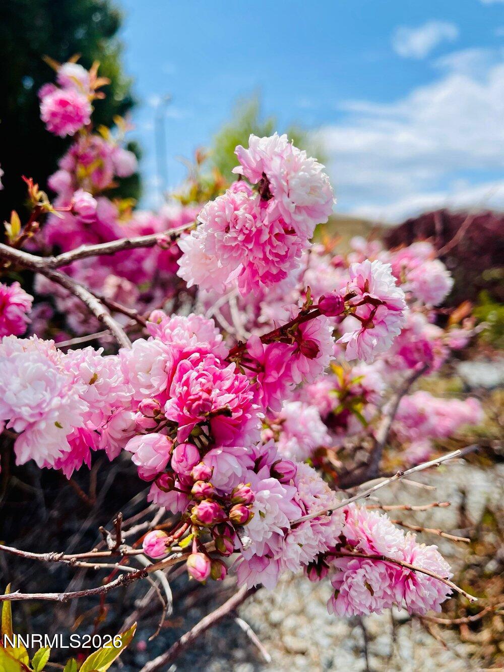 4301 Pinnacle Vista Court