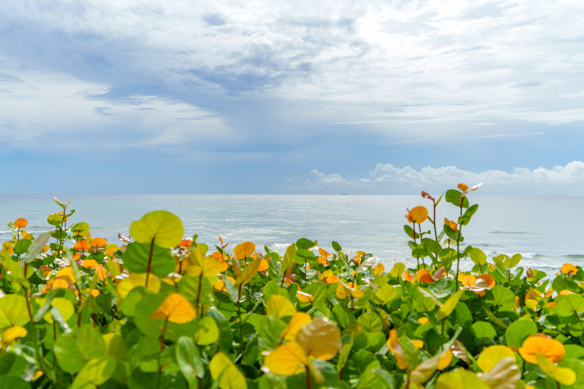 3555 S Ocean Boulevard Unit: 311