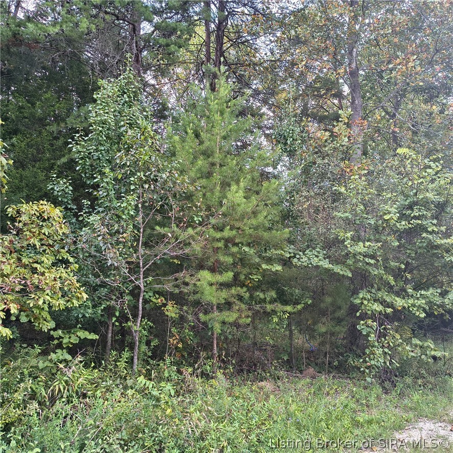 Wooded property lot with dense trees and brush beside a gravel edge.