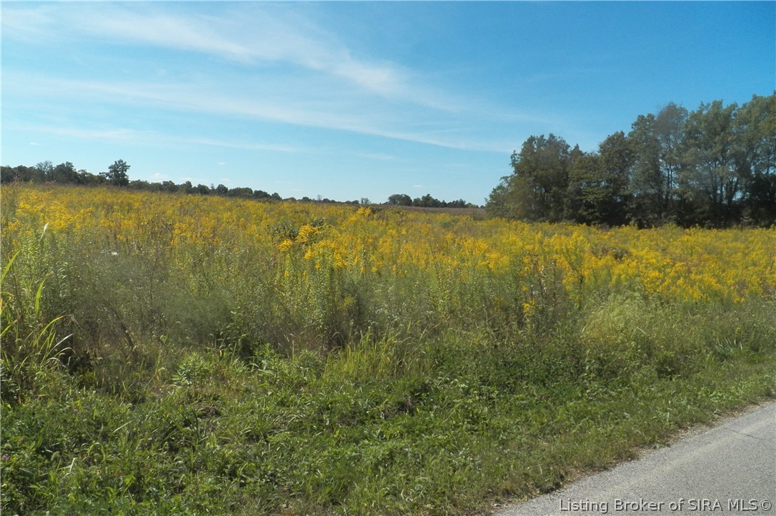 Open field of yellow wildflowers beside a rural roadside, with trees along the horizon.