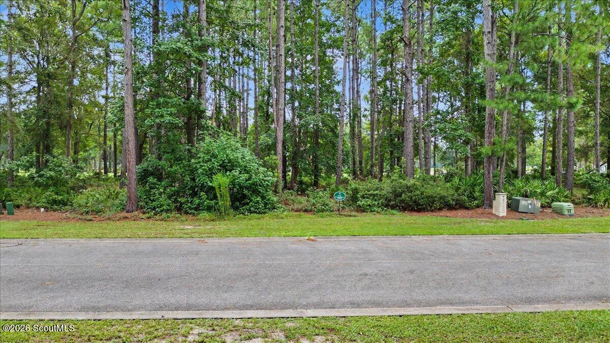 Wooded vacant lot with tall pines and dense undergrowth across a paved road.