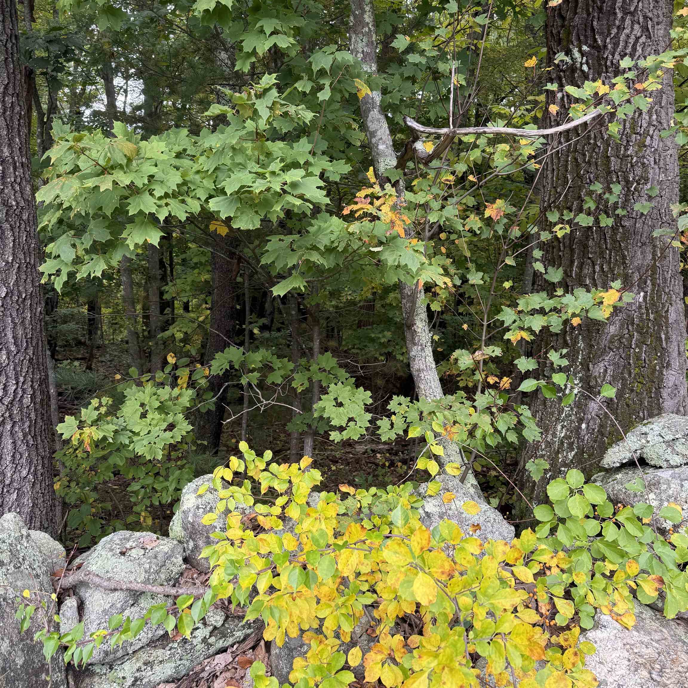 Wooded property with mature trees, rocky ground, and yellowing autumn foliage.