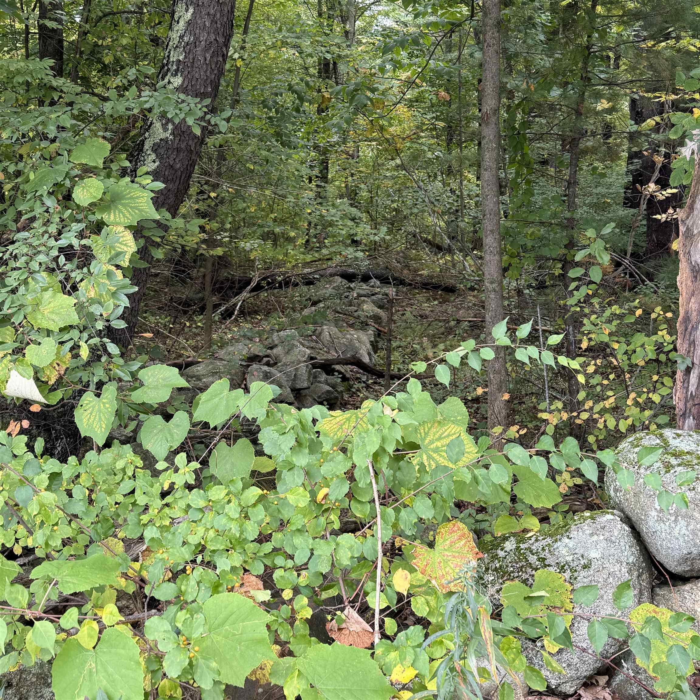 Wooded property with dense foliage and large exposed rocks.