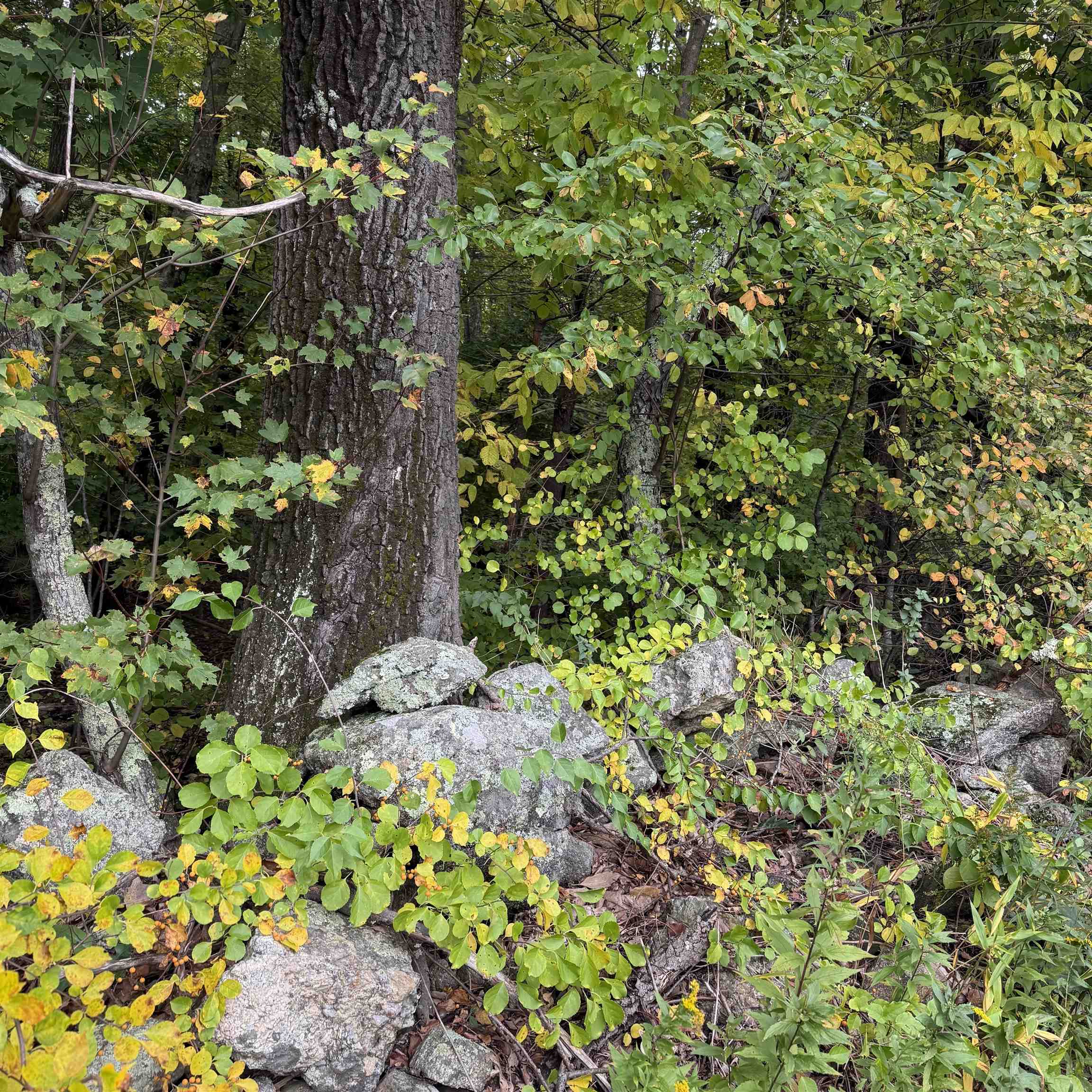 Wooded lot with mature trees, autumn foliage, and large rocks