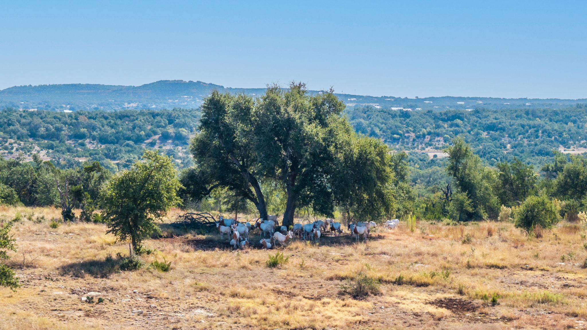 199 Flat Rock WAY, Johnson City