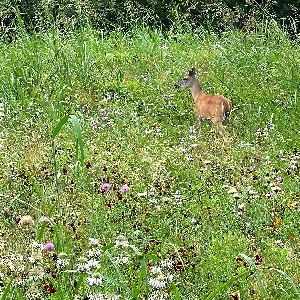 Deer standing among wildflowers in a grassy meadow.