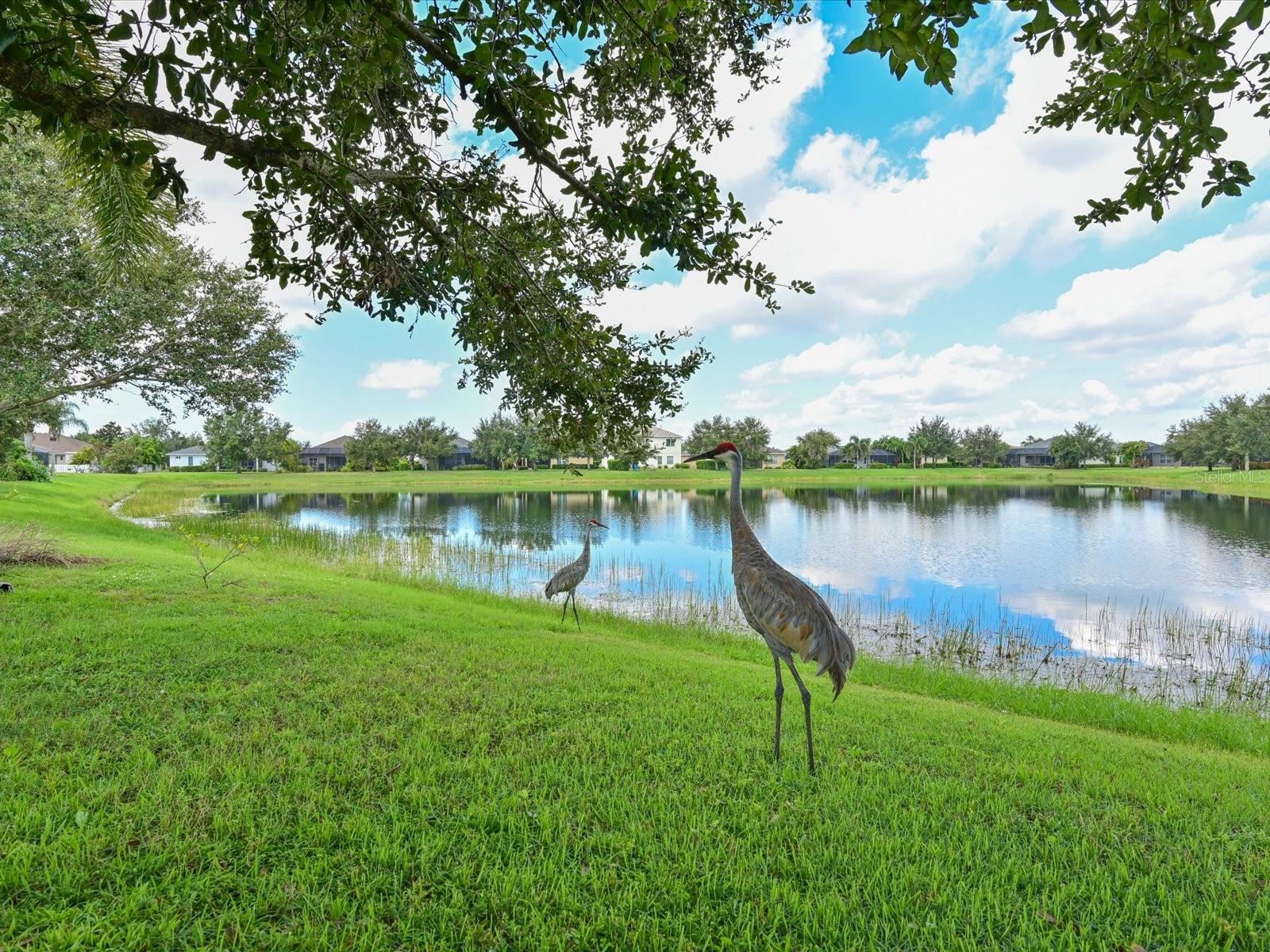 11907 FOREST PARK CIR